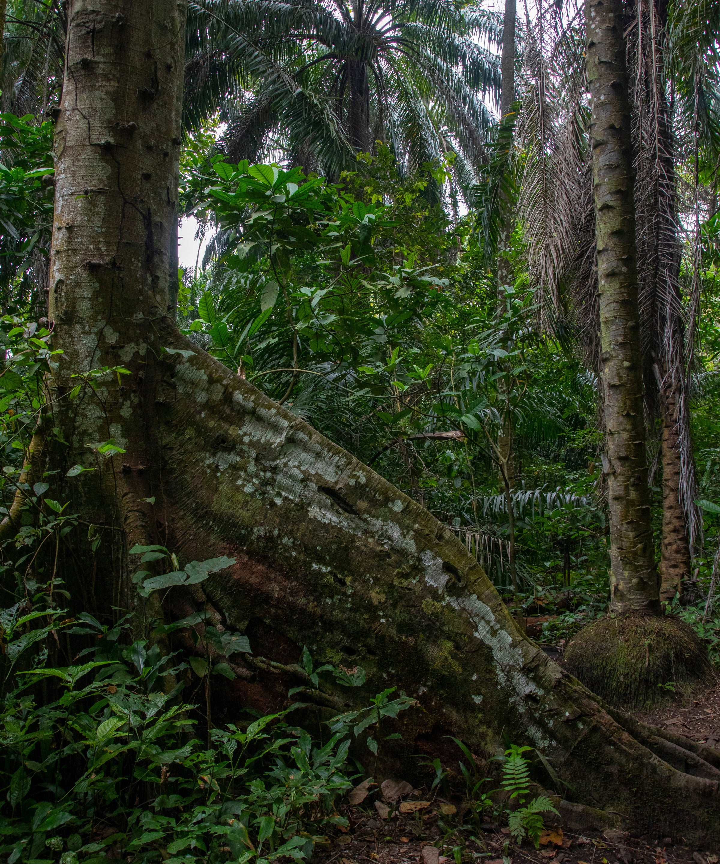 Bundibugyo, Uganda