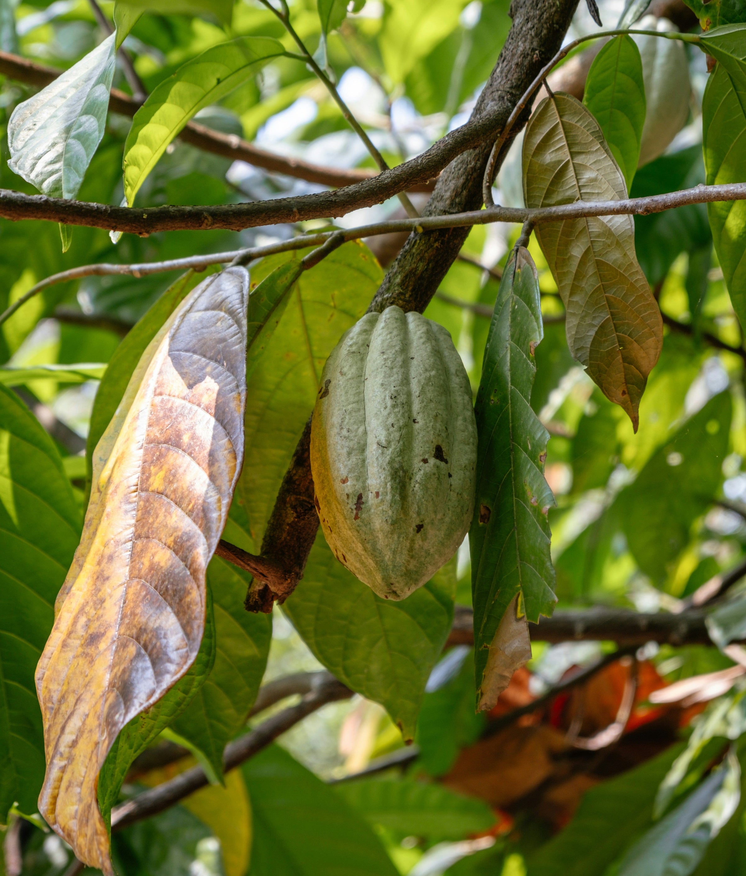 Guayas, Ecuador