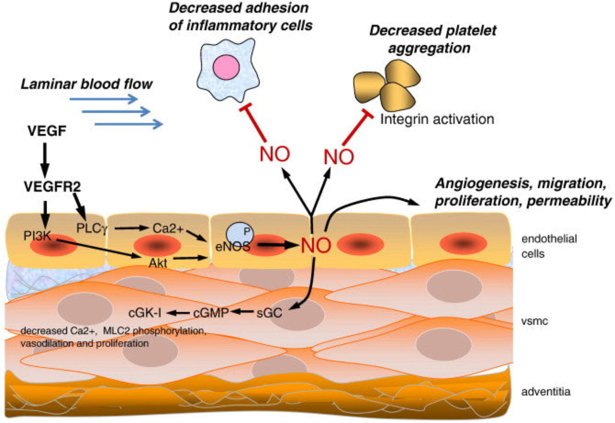 Cacao Flavanols and Vascular Function: The Science Behind the Cardiovascular Claim