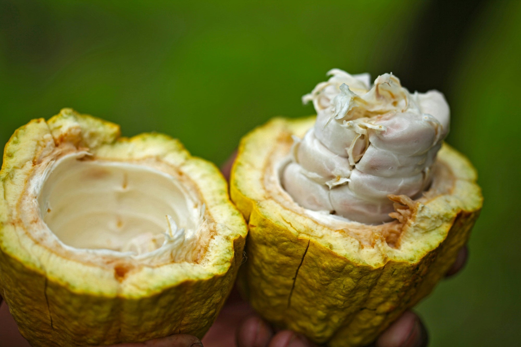 Flavanols vs. Flavonoids vs. Polyphenols: What's the Difference?