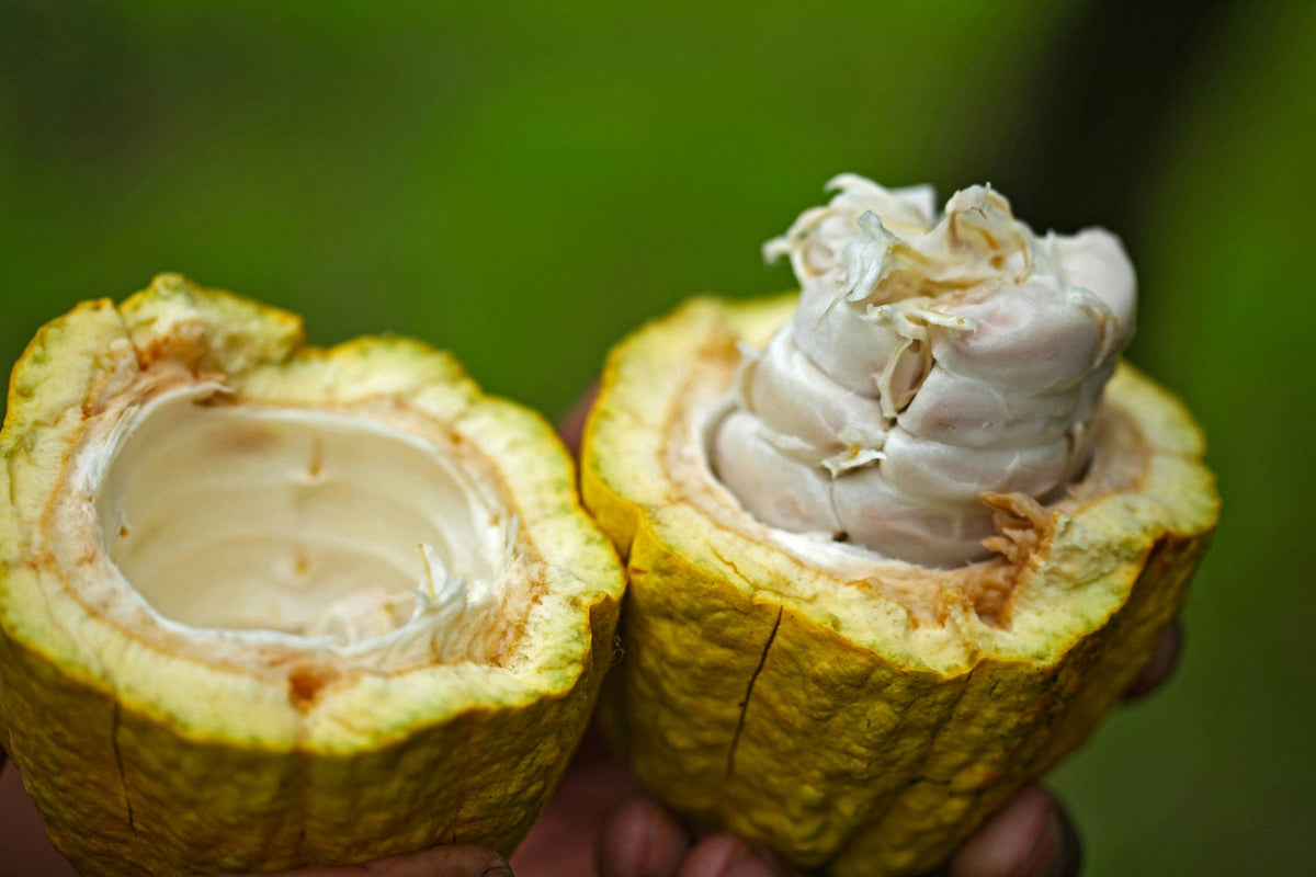 Flavanols vs. Flavonoids vs. Polyphenols: What's the Difference?