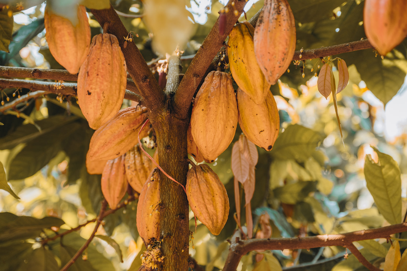 Flava'Choc raw cacao