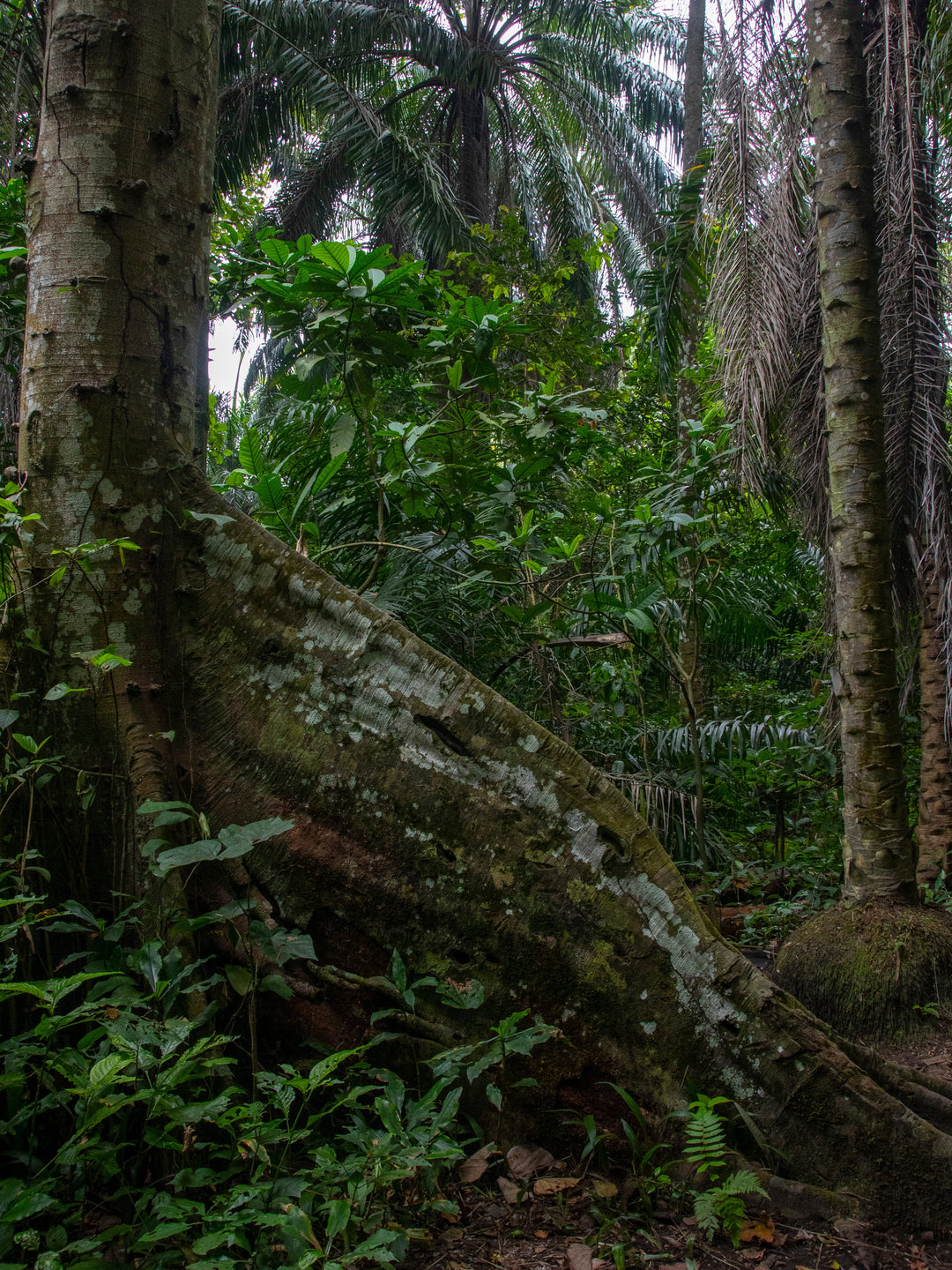 Bundibugyo, Uganda