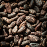 Raw Cacao Beans — Close-Up of Whole Cacao Beans