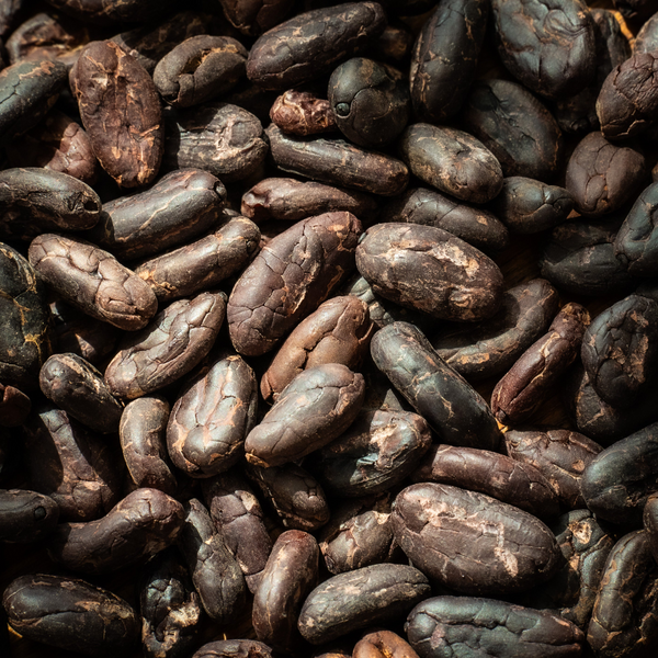 Raw Cacao Beans — Close-Up of Whole Cacao Beans