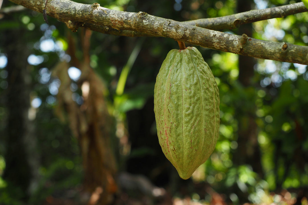 Bundibugyo, Uganda