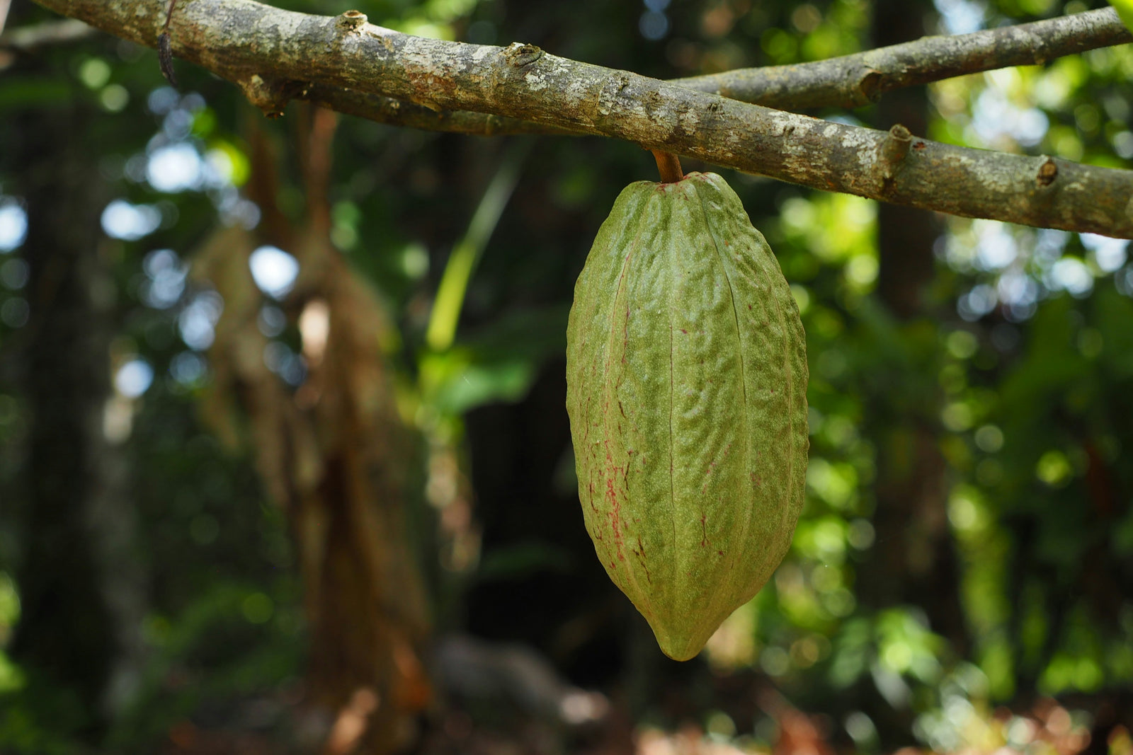 Bundibugyo, Uganda